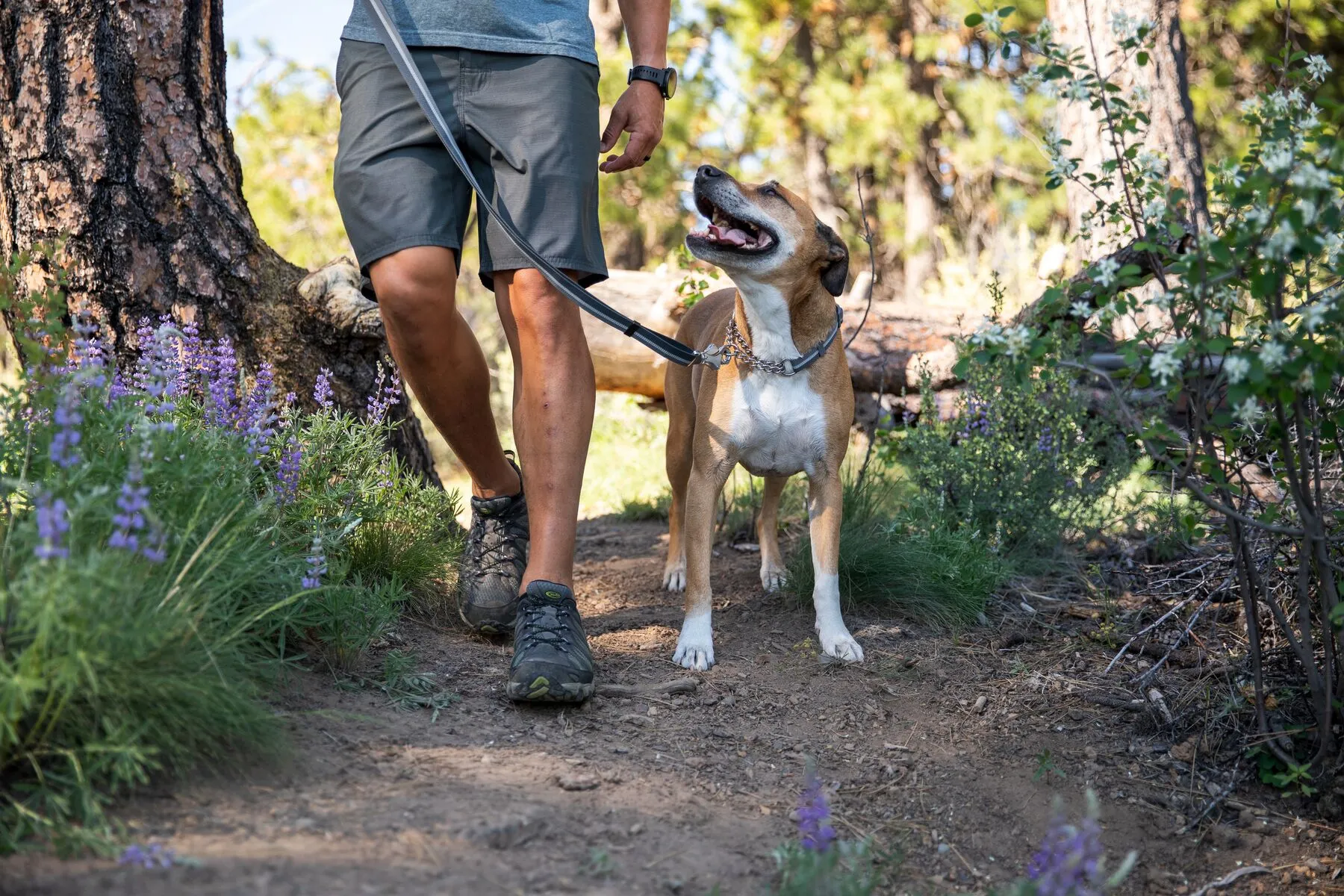 Ruffwear Dog Collar: Chain Reaction New Colours